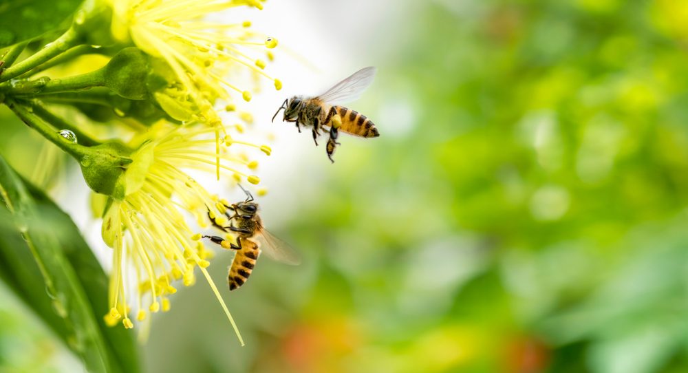 1 100 000 Citizens Mobilised For Save The Bees And Farmers Initiatives   Shutterstock 1319683043 1 E1639120143520 