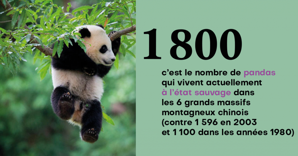 Infographie. Les pandas, des ambassadeurs de luxe